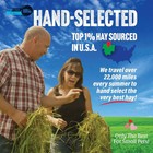 2nd Cutting Perfect Blend Timothy Hay Pet Food For Rabbits Guinea Pigs