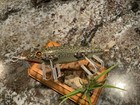 Vintage Heddon 150 Minnow Fishing Lure Antique Tackle Box Bait Stencil Belly 