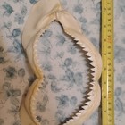 Real Shark Bone Jaw With Teeth  Approx  8 Inches Wide  Collectible