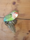 Agapornis Roseicollis Taxidermy Parrot Vintage
