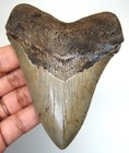 Megalodon Shark Tooth Real Fossil - 3 92 Inches - Shark Teeth - No Restorations