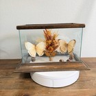 Real Butterfly Specimen Glass Display Case Vintage Decor