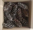 Wow-55 Real Pinecones Eastern White Pine Cones Fresh Natural Craft Large 3 -4 