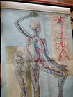 Vintage Anatomy Chart Denoyer Geppert Series 43  X 76    curculatory System 