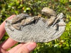 Oregon Fossil Crab Keasey Formation Pulalius Crustacean Eocene   Oligocene Age