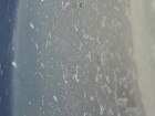 Micro Worm Starter Culture Live Food Betta  Ram Killfish   More  Ships Free