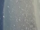 Micro Worm Starter Culture Ready To Feed  Live Food Betta  Ram Killfish And More