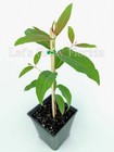 Rainbow Eucalyptus Deglupta  Guaranteed  Genuine  Unhybridized  Tree Seedling Sa