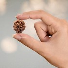 5 Mukhi Rudraksha Original Certified Natural Nepali Bead Prayer Pooja Free Ship