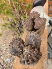 Vintage Rustic Cast Iron Tricone Drill Bit Oil Gas Water Well 2 Pairs