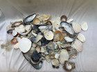 3lbs Mixed Natural Sea Shells Crafts Aquarium Ocean Beach Decor Lot California