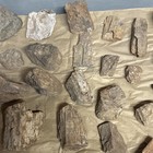 Petrified Wood Fossil Specimens Lot Rough Natural Various Sizes