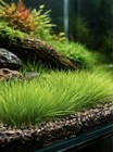 3 Dwarf Hair Grass Live Aquarium Plants Freshwater Carpet Plant