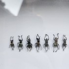 Real Framed Weevil Beetle Collection Shadowbox Taxidermy Insect Bug Butterfly