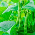 Kentucky Wonder Pole Green Bean Seeds  Non-gmo  High Yielding  Free Shipping