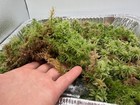 Two Full Trays Fresh Live Extra Long Fiber Organic Sphagnum Moss  special Rate  