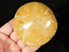 Big  Polished 150 Million Year Old  Sand Dollar Fossil Madagascar 198gr