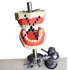 Dental Typodont Mounting Pole Fit Kilgore Nissin Columbia Dentoform Frasaco