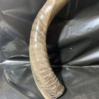 New 26    Shofar Yemenite Kudu Horn Kosher Made All Natural Polished