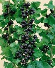 Jostaberry Seeds  ribes Nigrum X Gooseberry R  Uva-crispa  