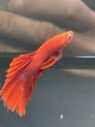 Betta Live Fish Male Full Red Rosetail Halfmoon  - High Quality Aaa 