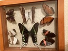 Real Mounted Butterflies In Shadow Box Frame