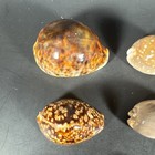 Lot Of 35 Unique Cypraea Sea Shells Cowries 12mm To 76mm