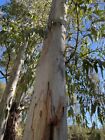 Eucalyptus Camaldulensis - River Red Gum Seeds - Longbeak Eucalyptus -