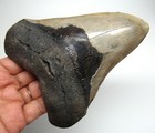 Megalodon Shark Tooth- Real Fossil - 5 03    Huge Shark Teeth  No Restorations