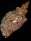 168 Callipara Duponti 142 4mm Top Grading Important Natural Seashell Rare Beauty
