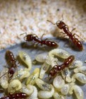 Stigmatomma Rubiginoum          Queen Ant Feeder Insect 1 Queen With 15-20 Workers