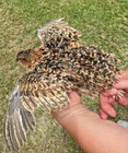 50  Rare Colors Coturnix Quail Hatching Eggs Npip Ai Free