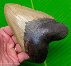 Megalodon Shark Tooth - Xl 5 18    - Real Fossil Sharks Teeth - Premium Grade