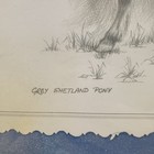 Grey Shetland Pony Horse Foal Colt Sketched Print Framed Deborah Poynton