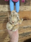 Vintage Steiff Lying Rabbit Original Ribbon Button No Tag   Org Paper Hang Tag