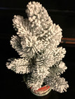 Ooak 12   vintage Farmhouse Christmas Tree Flocked Tree Primitive Bucket
