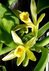 5 Live Cuttings With Vanilla Beans Fresh Planifolia Vanilla Orchids Roots New