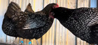 Lotx12 Eggs Total Npip Silver Barnevelder  Double Laced Chicken Hatching Eggs