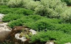 Juniper Andorra Compacta   2 Inch   Juniperus Horizontalis   Groundcover Plant