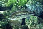 One 3to 4 Inches Largemouth Bass  feed Trained  For Koi Pond  Fish  Aquarium
