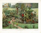 Ornamental Plants  2 Antique Chromolithographs 1898