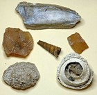 Agatized Shells Suwannee River Florida Fossils Oyster Turritella Agate Cones