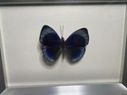 Black Framed Displayed Real Deep Blue Asterope Leprieuri Butterfly Insect Art