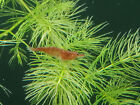 20   Extra Skittle Pack  red  White  Blue   Yellow  Neocaridina Shrimp