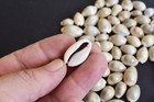 25 Small Ringtop Cowrie Shells  1 2 - 1    Coastal Arts  Crafts And Decorating