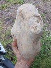 Aturia Angustata Fossil Nautilod Bearing Concretion Washington State