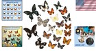 Nature Collection Specimens - 12 Butterflies