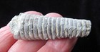 Cephalopod-2 -treptoceras Duceri - Ordovician- Cincinnati  Ohio