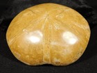 Big  Polished 150 Million Year Old  Sand Dollar Fossil Madagascar 195gr