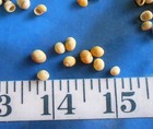   Snail Shells  100 Yellow green  Shellcraft   Seashells   Sailor s Valentines  